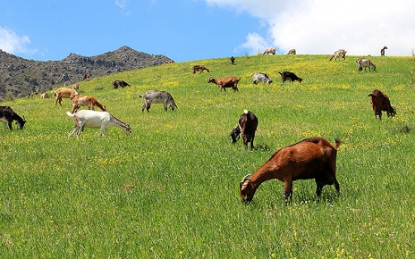 Grazalema Natural Park: excellent cheeses come from this area